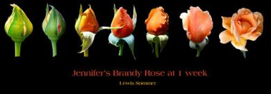 f5 rose cycle at week