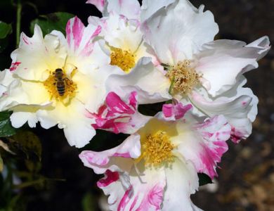 g1 bee on flower star dry b