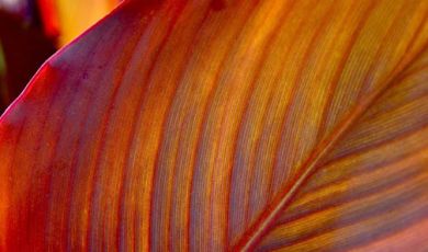 g15 colorful leaf ii