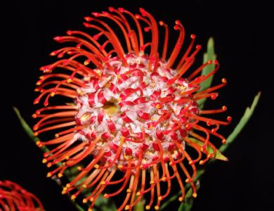 g8 red and white ball