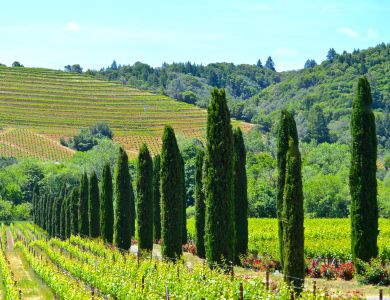 b24 ferrari carrano vineyards