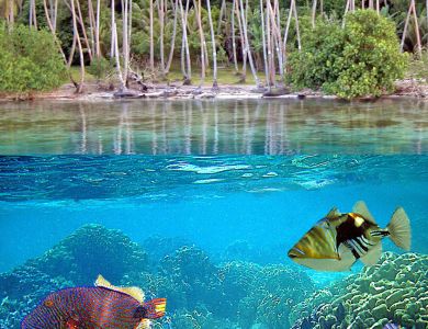 l4 polynesia                copy